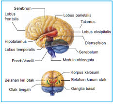 bagian otak manusia