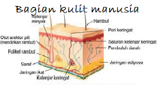 bagian kulit manusia