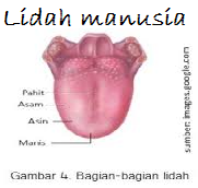bagian lidah manusia