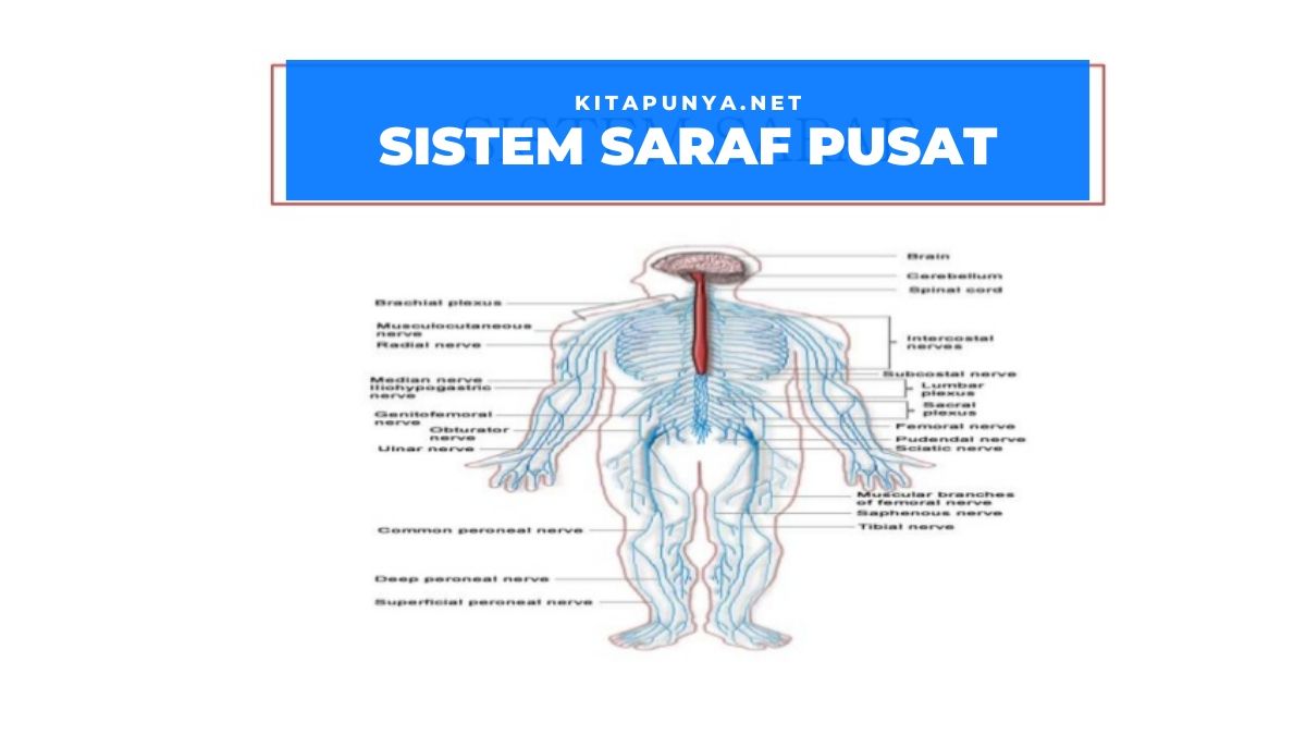 sistem saraf pada manusia