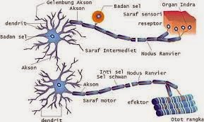 Sel Saraf (Neuron) : Fungsi, Bagian-bagian dan Macam ...
