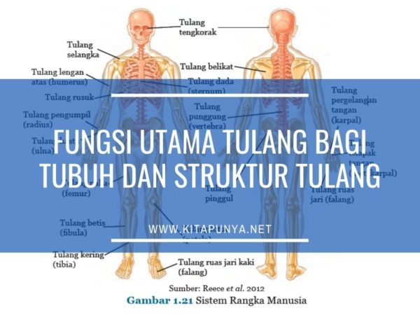 fungsi utama tulang manusia