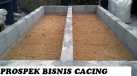 prospek bisnis cacing