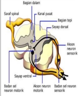 Bagian sumsum tulang belakang